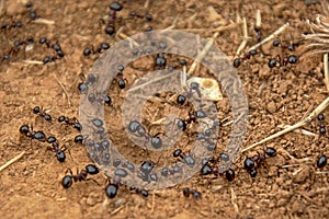 Many black ants son dusty soil - Formicidae