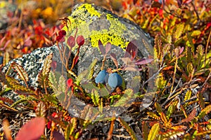 Many black blueberries on a bush with red leaves.