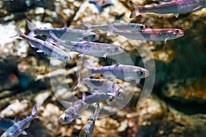 Many black kokanee (Oncorhynchus kawamurae), or kunimasu fish