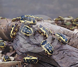 African Chafer Beetles Or Pachnoda Species