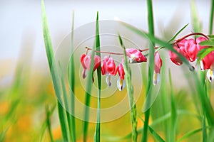 Many bleeding heart flowers