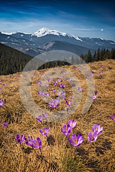 Many blooming crocuses in a mountain valley