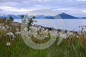 A meadow of dandelions at a norwegian fjord photo