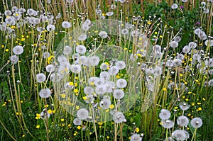 A meadow of dandelions and crowfoots close up photo