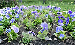 Many blooming flowers the blue Pansies