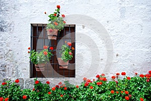 Many of blooming red geraniums near the wall of the house and around the window, a wall of light color, pots with red