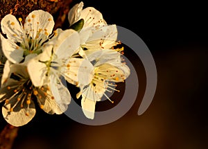 A many blossom of apple tree with blur background. We can see stamen and pistil of those blossom attached on bark of tree