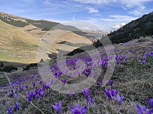 Blossomed crocuses on alpine valley in Romania photo