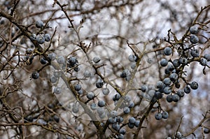 Molti blu prugnolo O prugnolo frutti di bosco sul vecchio ramo sul 