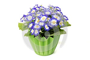 Many blue cineraria flowers in a green flower pot.