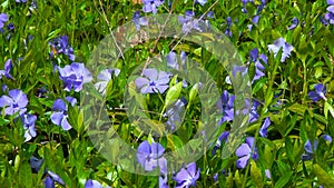 Many blue flowers of the garden Vinca creeping along the ground