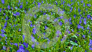 Many blue flowers of the garden Vinca creeping along the ground