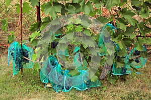 Many blue grape bunches in protective bags to protect from damage by wasps and birds.