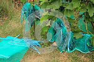 Many blue grape bunches in protective bags to protect from damage by wasps and birds.