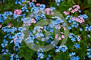 Many blue and pink forget-me-not flowers