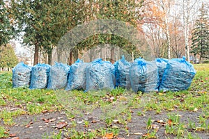Many blue plastic bags with collected fallen autumn leaves lie in the city Park