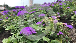 Many blue purple flowers in the garden