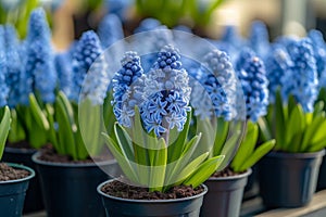 Many blue violet flowering hyacinths in pots are displayed on shelf in floristic store or at street market. Early spring
