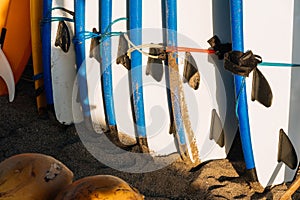 Many blue and white surfing longboard with surf fins and leash ready for rent. Set of multicolored surf boards in a