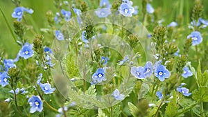 Many blue wild flowers in green grass, bright sunny glade