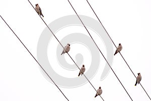Many Bohemian waxwing Bombycilla garrulus birds on power lines