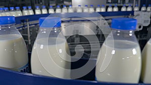 Many bottles of milk on a conveyor belt at milk production plant.