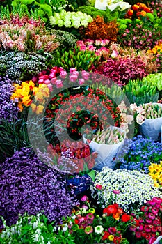 many bouquets with flowers for sale