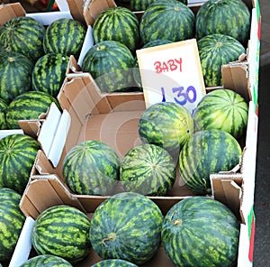 many boxes of Baby Watermelon with tag price