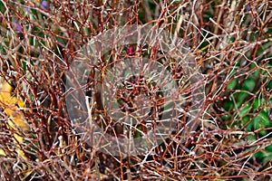 Many branches of bushes close-up without leaves