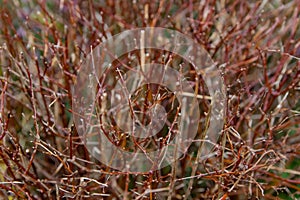 Many branches of bushes close-up without leaves, blurred background