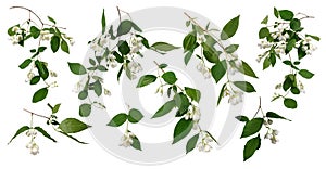 Many branches of deutzia bush with green leaves and white flowers isolated on white background