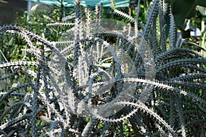 Many branches of Madagascar cactus with spikes.