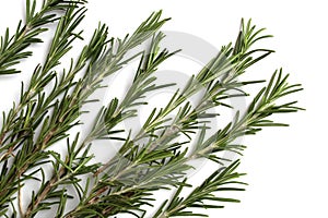 Many branches of rosemary lie on a white background.