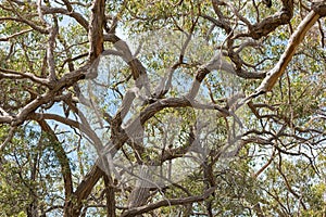 Many branches of stringybark, Eucalyptus growing in the forest i
