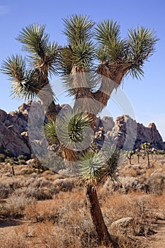 Many Branches Yucca Brevifolia Joshua Tree photo