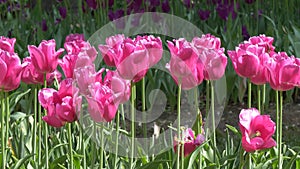 Many bright beautiful tulips on the bed of the park Gomel, Belarus