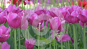 Many bright beautiful tulips on the bed of the park Gomel, Belarus