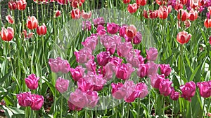 Many bright beautiful tulips on the bed of the park GOMEL, BELARUS