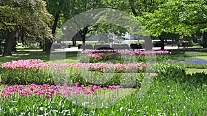 Many bright beautiful tulips on the bed of the park GOMEL, BELARUS