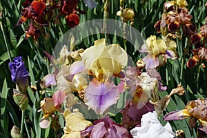 Many bright and colorful flowers of bearded irises