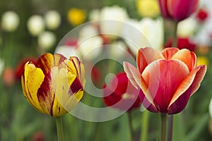 Many bright and colorful tulips bloom in the spring garden. Orange, white, pink and red tulips, flowers. Floral background