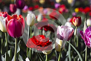 Many bright and colorful tulips bloom in the spring garden. White, pink and red tulips, flowers. Floral background