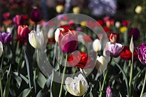 Many bright and colorful tulips bloom in the spring garden. White, pink and red tulips, flowers. Floral background