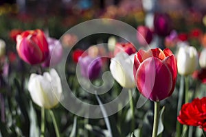 Many bright and colorful tulips bloom in the spring garden. White, pink and red tulips, flowers. Floral background