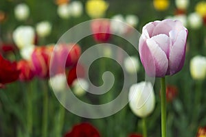 Many bright and colorful tulips bloom in the spring garden. White, pink and red tulips, flowers. Floral background