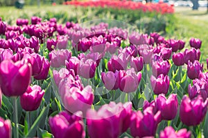 Many bright colourful purple tulips flowering on spring flower garden