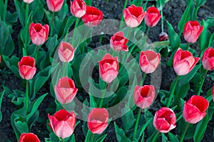 Many bright colourful red tulips blooming on spring flower garden