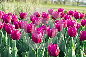 Many bright purple tulips blooming and flowering on spring flower-garden