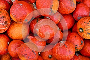 Many bright red Kuri Hokkaido squashes