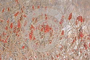 Many bright red staghorn sumac flowers on bare winter branches, Rhus typhina